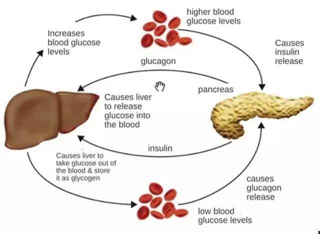 Hypoglycemic Acupoint Clip