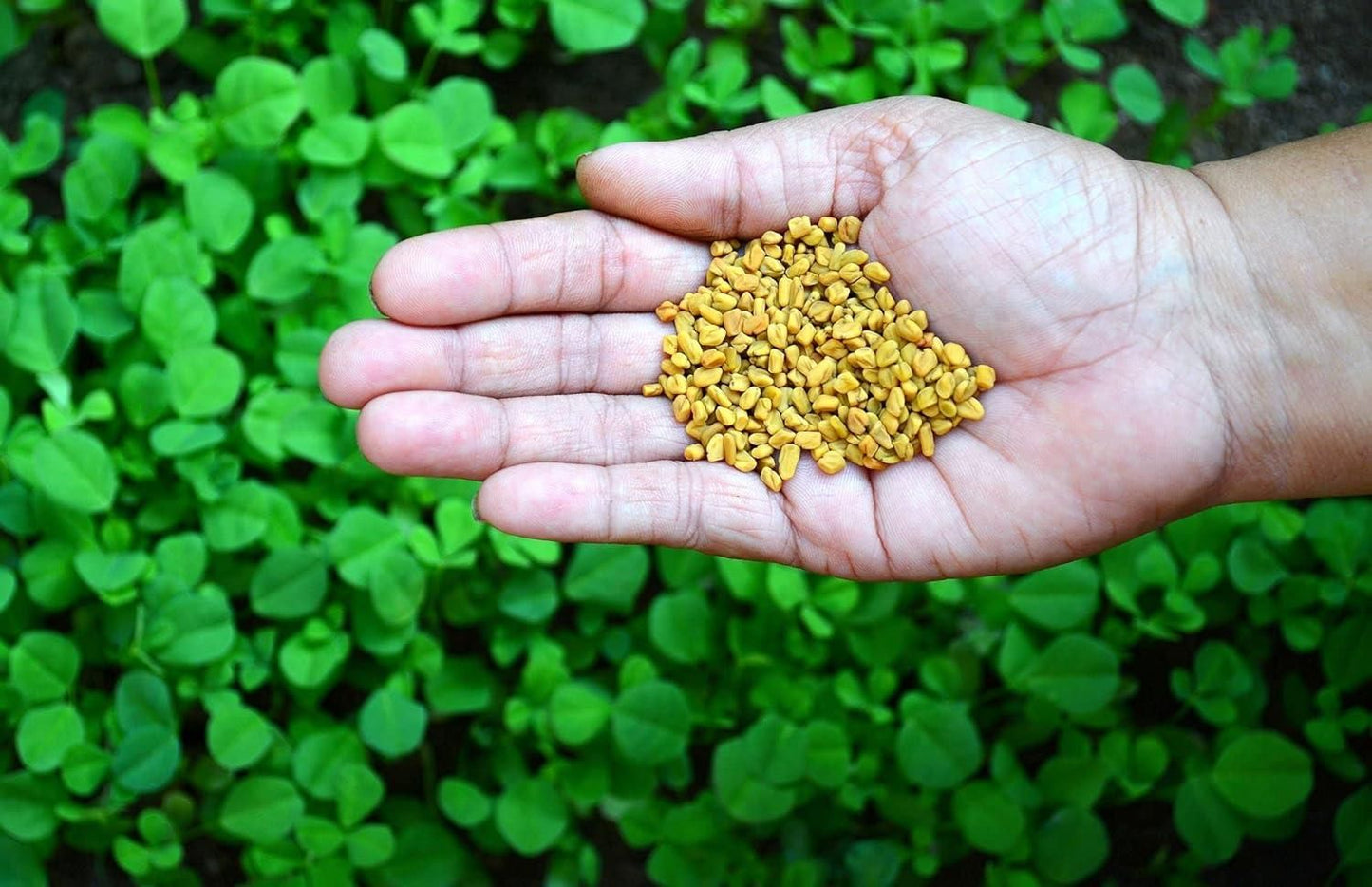 Fenugreek Vegetable Seeds (Pack of 20)