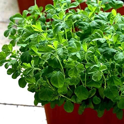 Fenugreek Vegetable Seeds (Pack of 20)